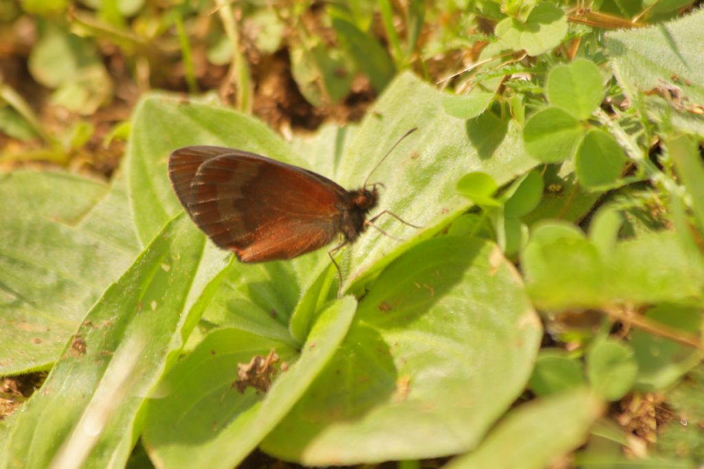 Erebia...  Erebia aethiops